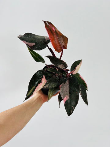 Philodendron Pink Princess - High Variegation - 6