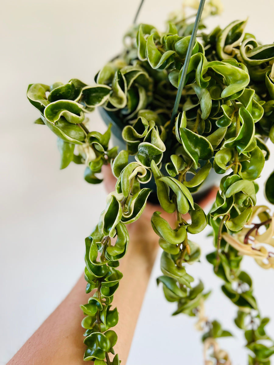 Variegated Hoya Rope - Very Full & Trailing - 8