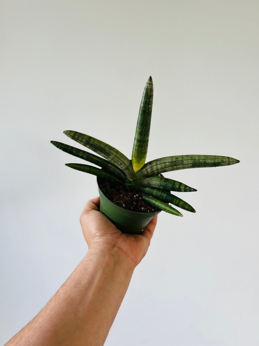 Starfish Plant - Sansevieria Boncel - 4