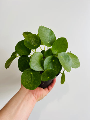 Pilea Peperomioides - Chinese Money Plant - 4