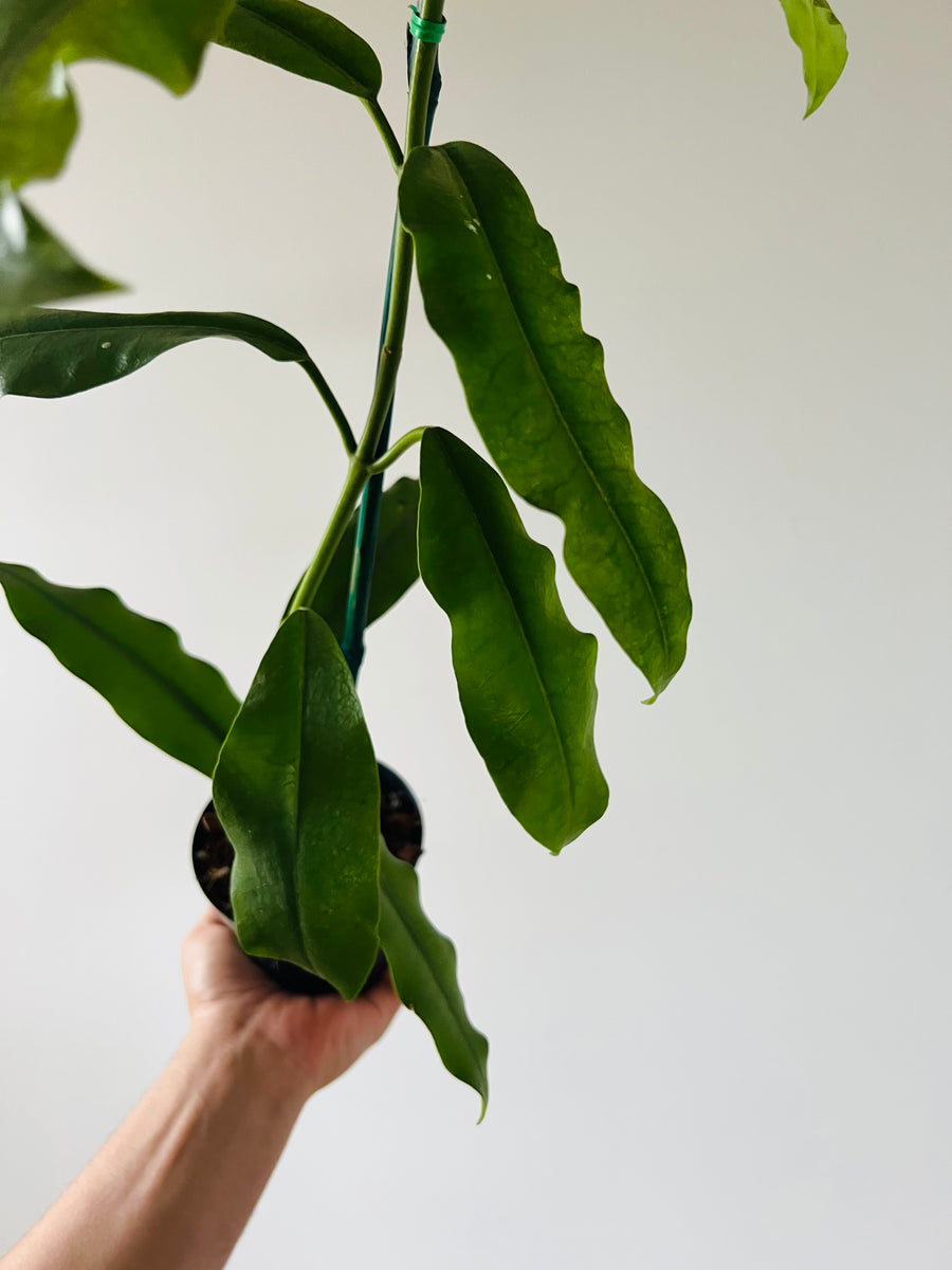 Hoya Imperialis Red - Rare Hoya - 4