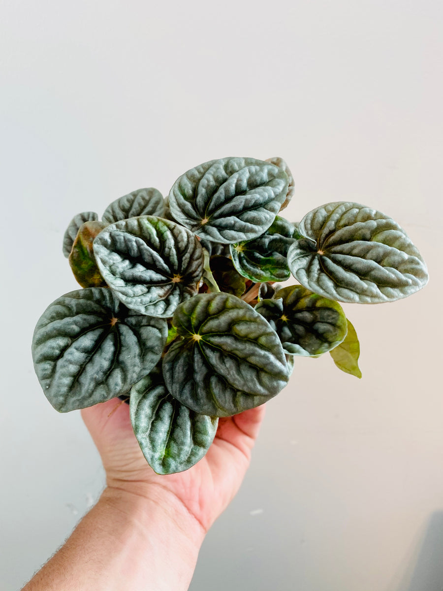Peperomia Caperata 'Emerald Ripple' - 4