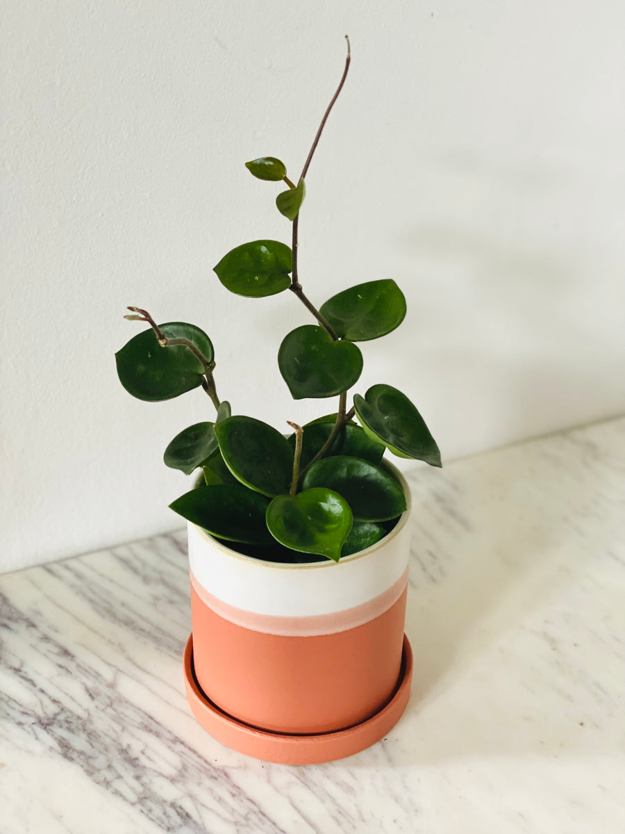 Charlotte Pot - 4