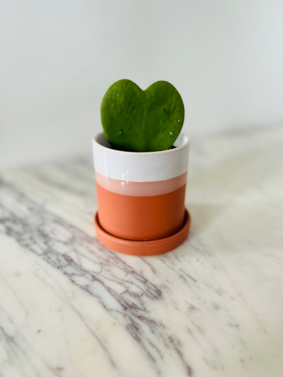 Charlotte Pot - 3