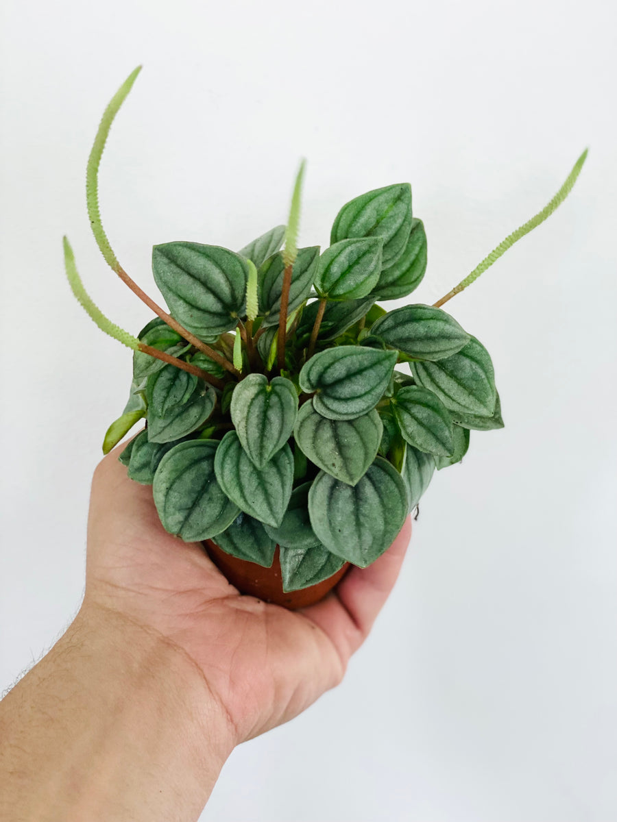Peperomia Caperata 'Napoli Nights’ - 3