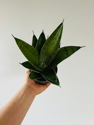 Sansevieria Hahnii Silver - Hahnii Snake Plant - 4