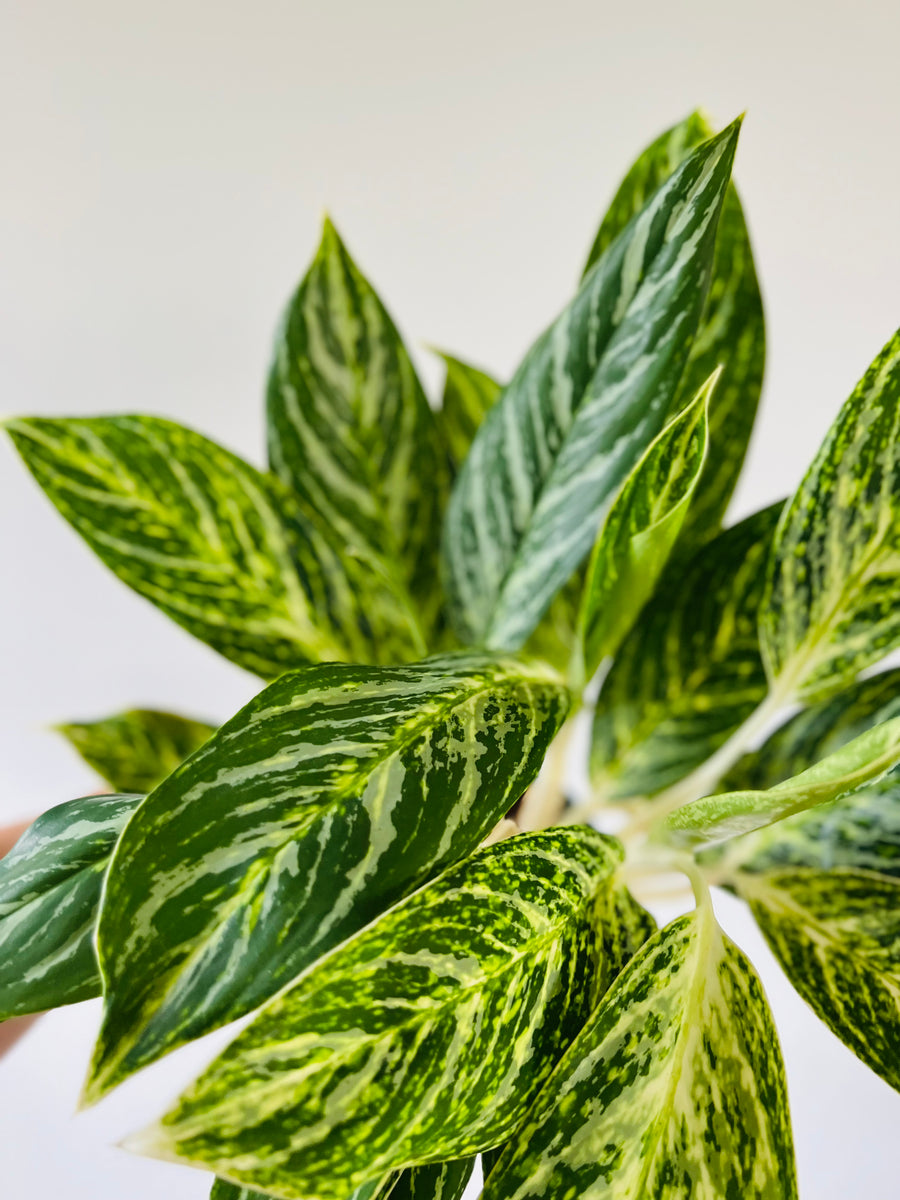 Aglaonema Golden Madonna - 6