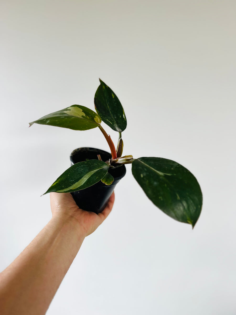 Philodendron White Knight - Medium Variegation - 4
