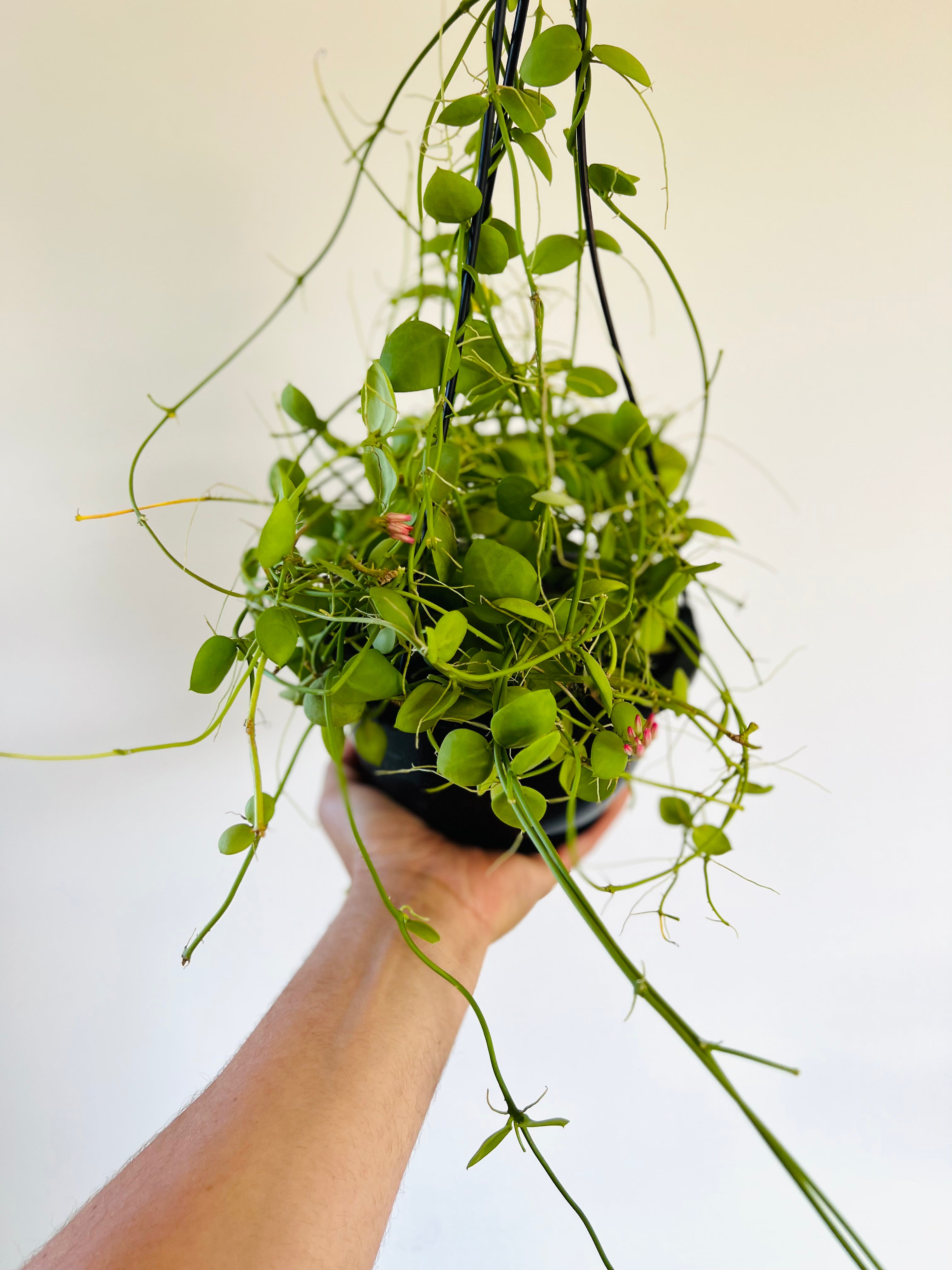 Dischidia Snaily - Full & Trailing - Currently Flowering - 6" Hanging