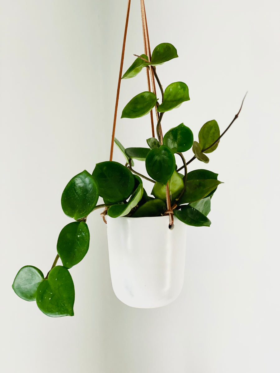 Ezra Plant Hanger - 4.75