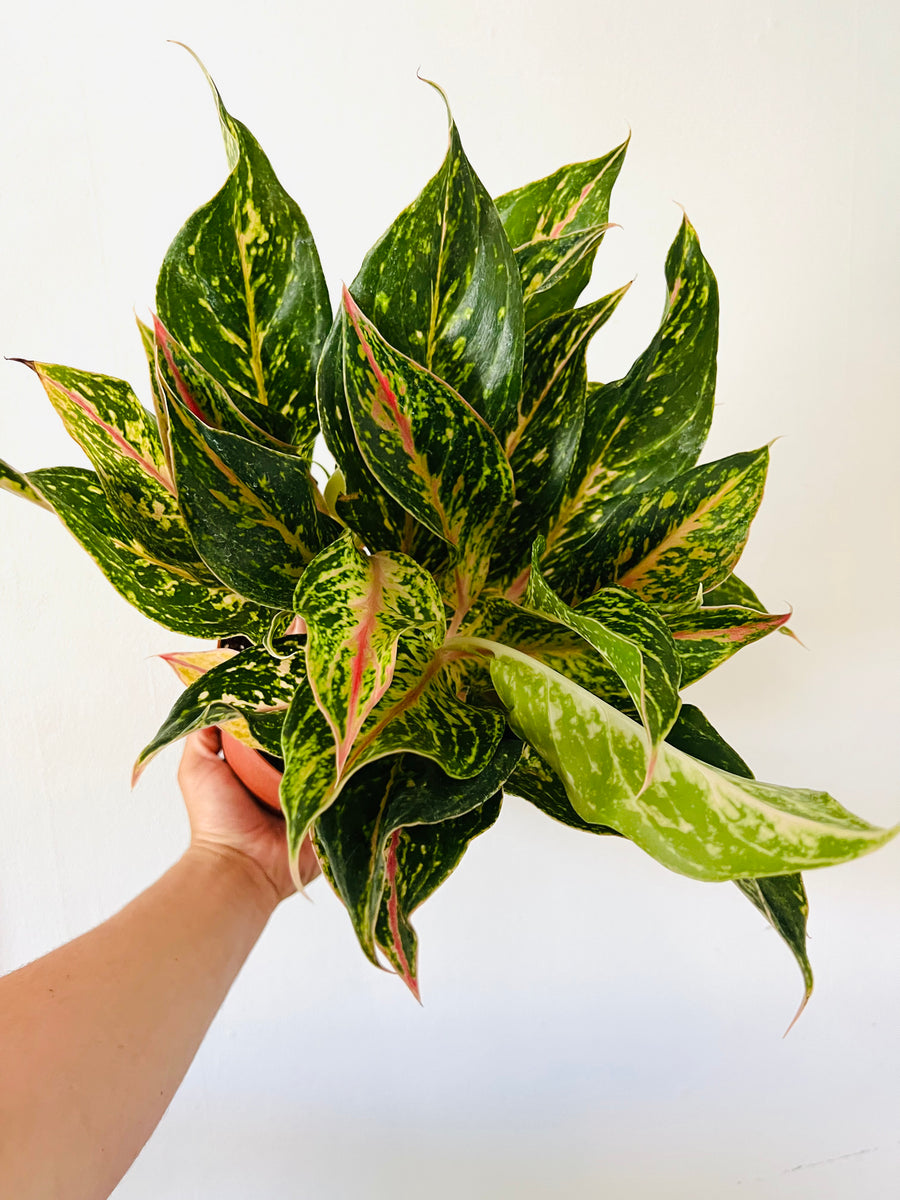 Aglaonema Sparkling Sarah - 6