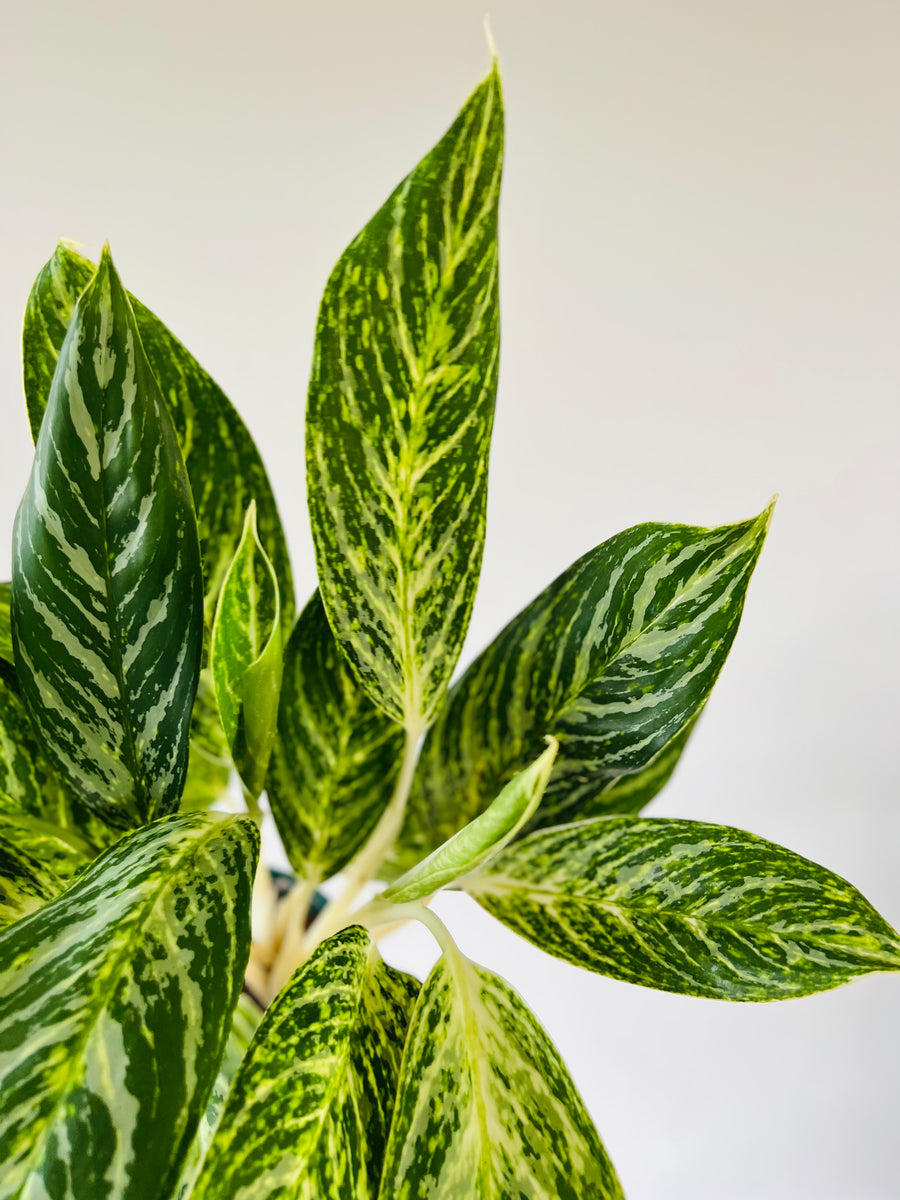 Aglaonema Golden Madonna - 6