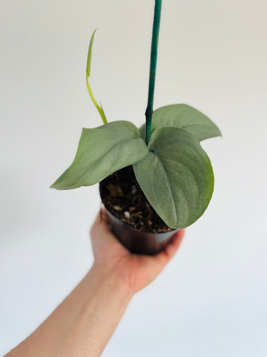 Scindapsus Platinum Lava - Rare Aroid - 4