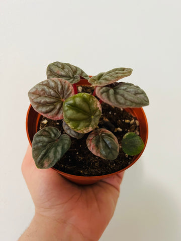 Peperomia Caperata 'Apricot' - 4