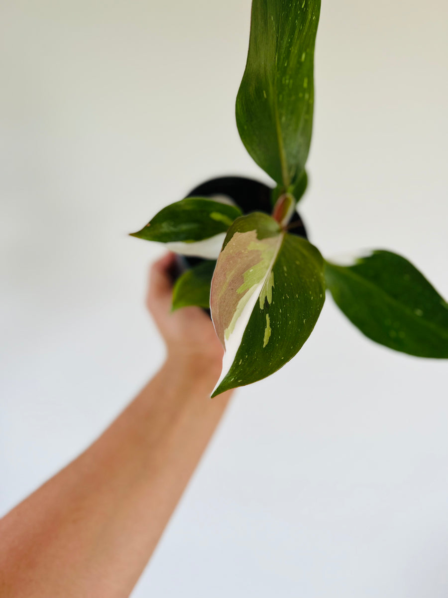 Philodendron White Knight - 4