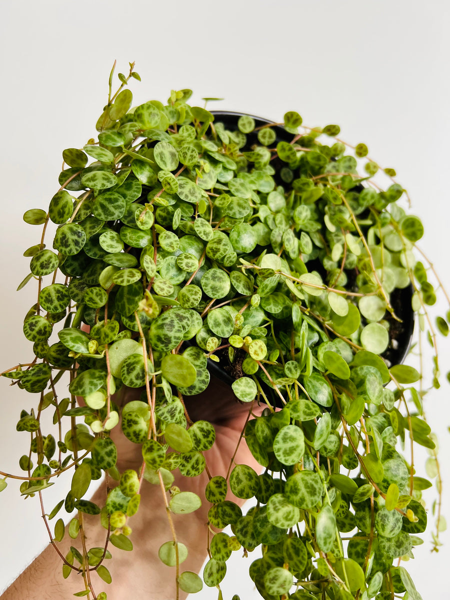 String of Turtles - Peperomia Prostrata - 6