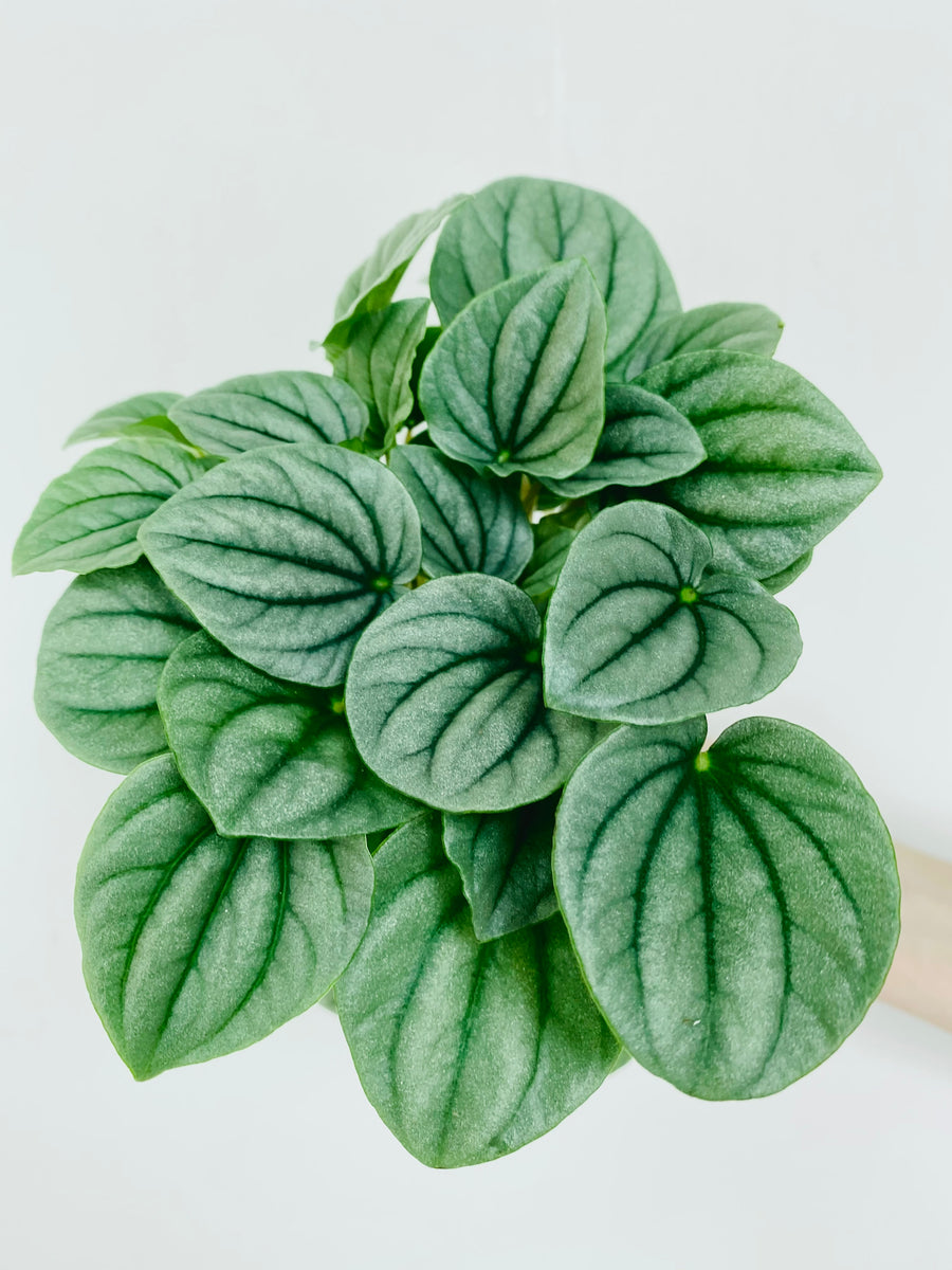 Peperomia Caperata 'Frost' - 4