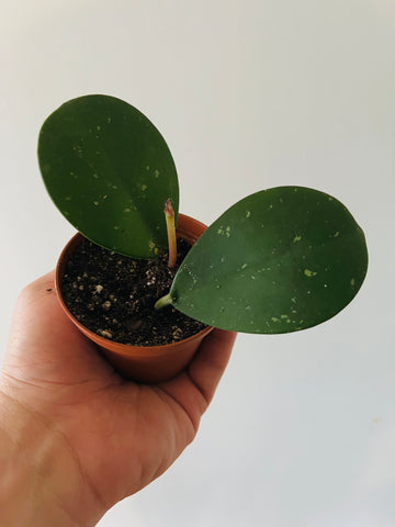 Hoya Obovata - Speckled - 3