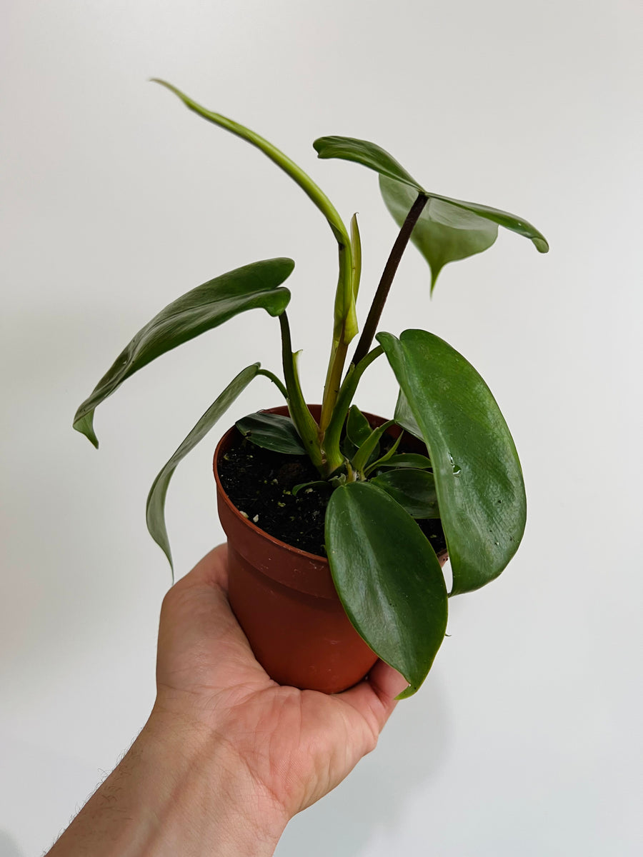 Philodendron Florida Green - 4