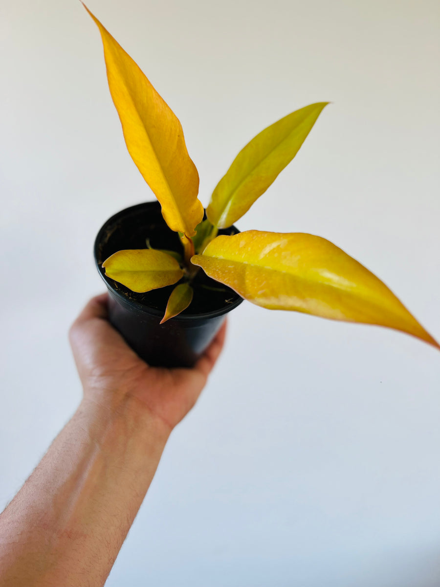 Philodendron Pluto Gold - 4