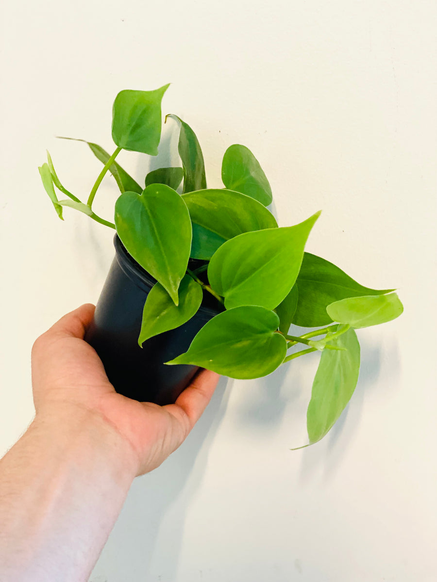 Philodendron Cordatum 'Heartleaf' - 3.5