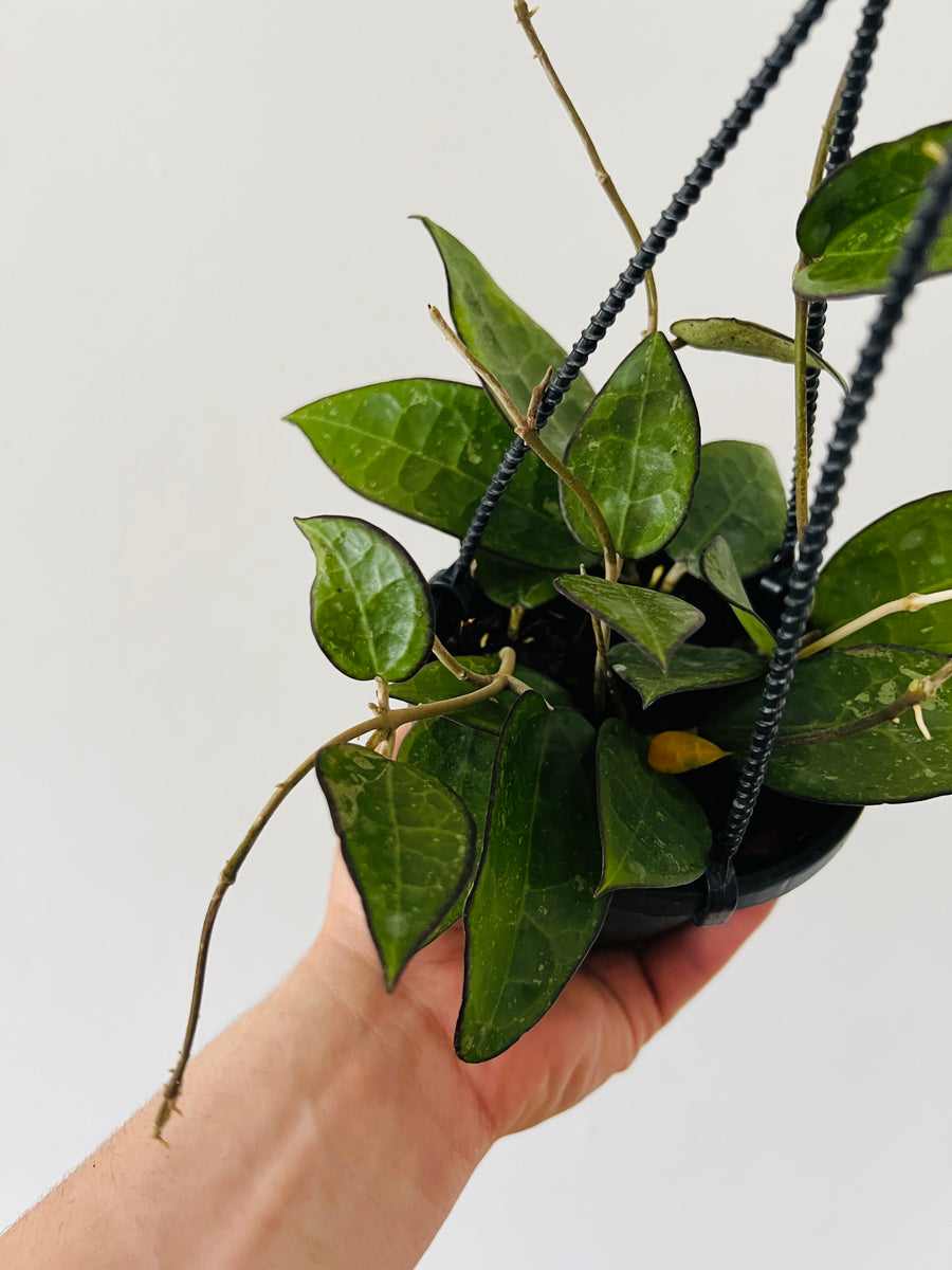 Hoya Parasitica 'Black Margin' - Full & Trailing - Hanging Basket - 4