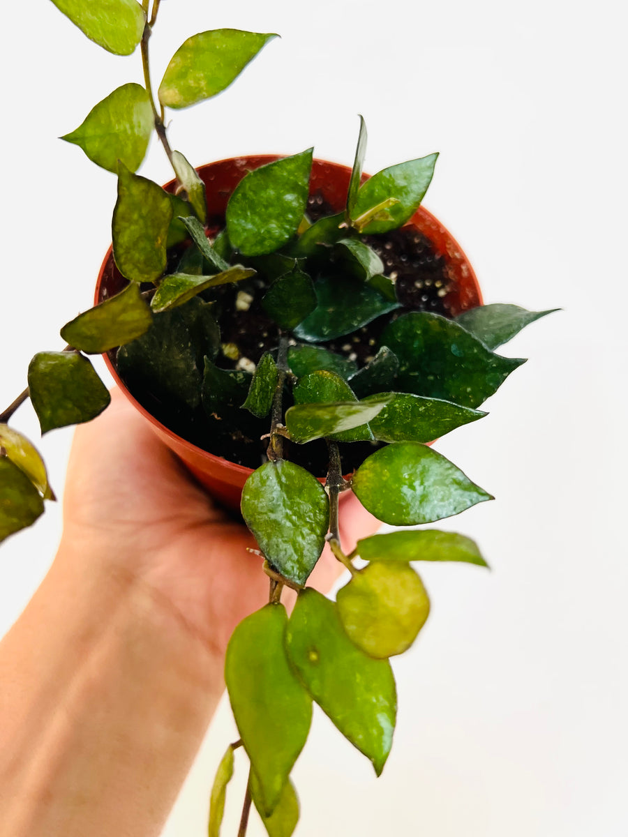 Hoya Krohniana ‘Black’ - 4