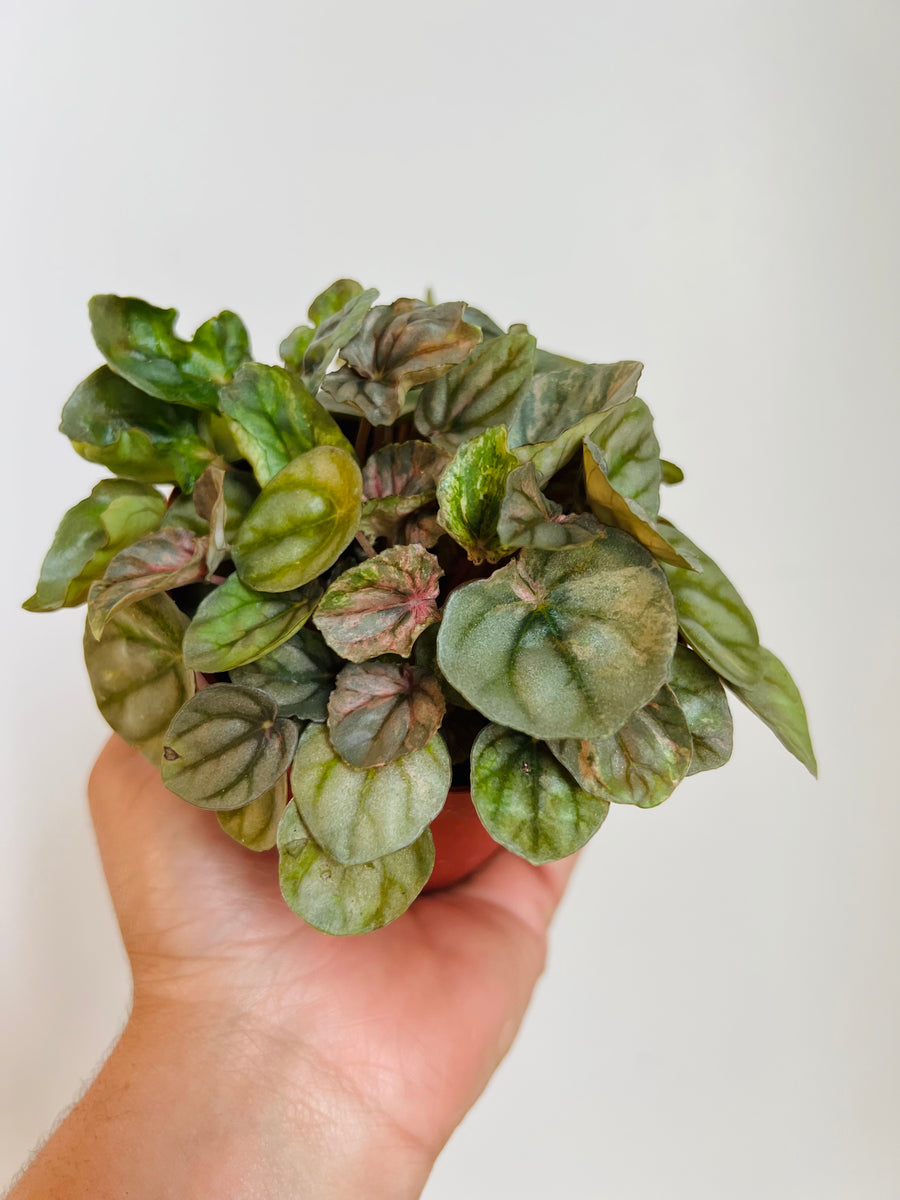 Peperomia Pink Lady - Low Variegation - 4