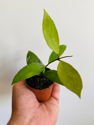 Hoya Memoria (Gracillis) - 2