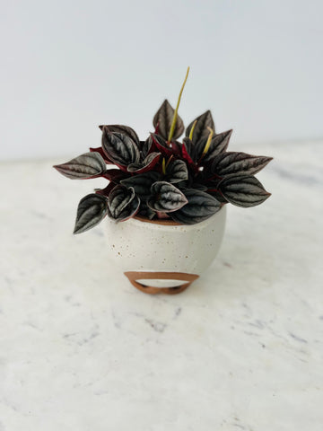 Mid Century Modern Planter - Speckled Matte Pot