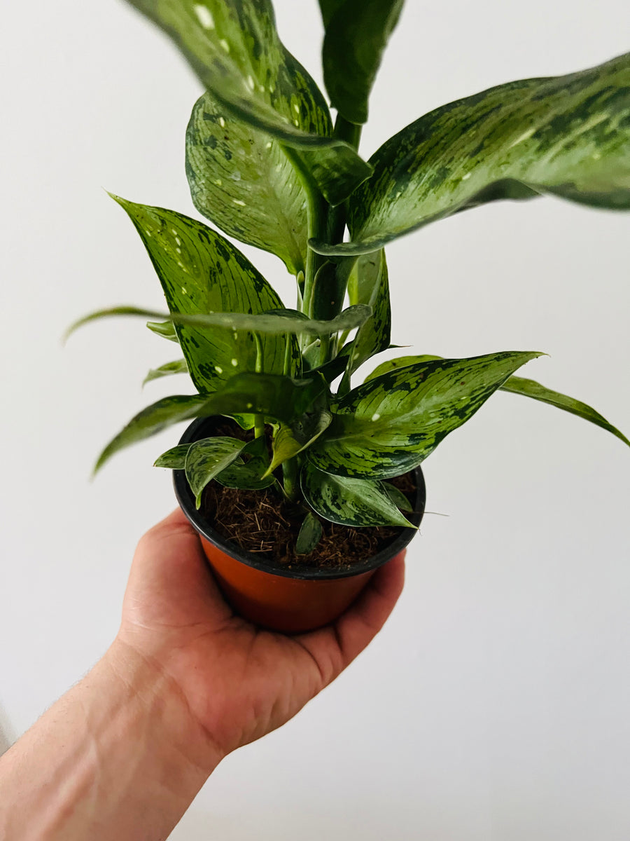 Dieffenbachia Memoria Corsii - 4