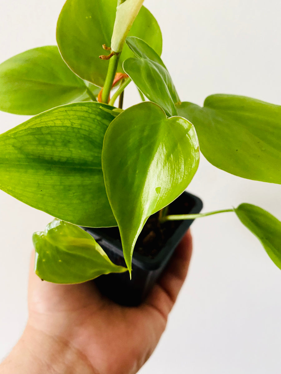 philodendron hederaceum cura Philodendron Hederaceum 'Heartleaf'
