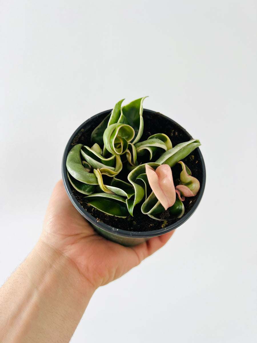Hoya Compacta ‘Outer Variegated’ - Small Heads - 4