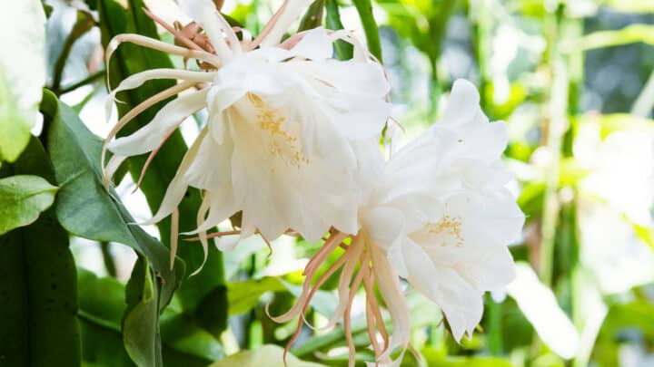 Queen of the Night Cactus - Epiphyllum Oxypetalum - Large & Beginnning to Trail - 6