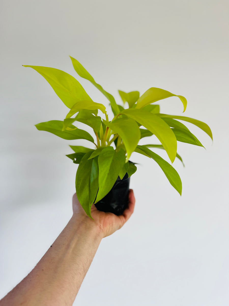 Philodendron Golden Goddess - 4