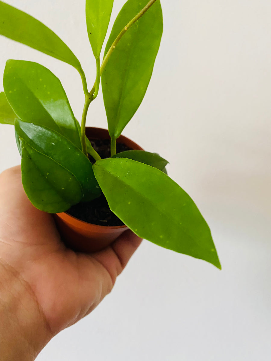 Hoya Carnosa 'Green' - 3