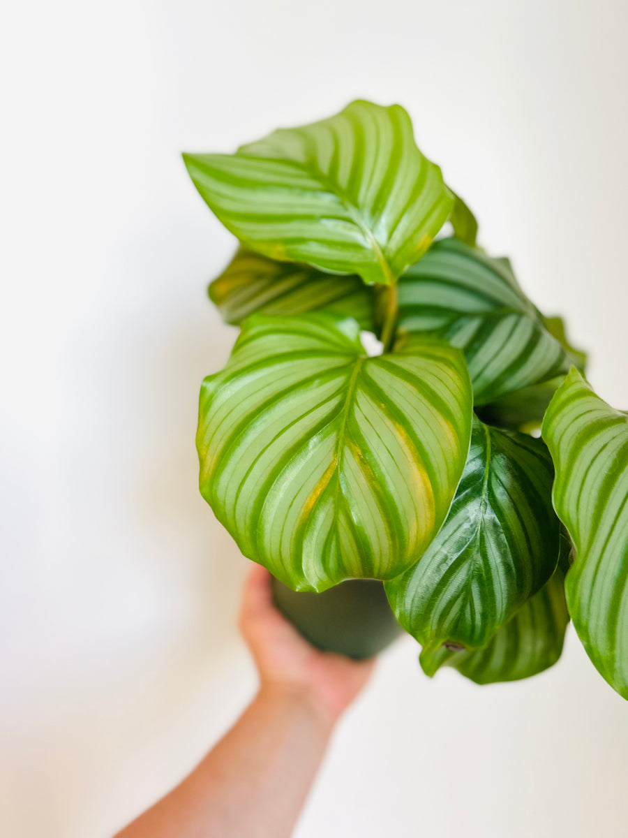Calathea 'Orbifolia' - 6