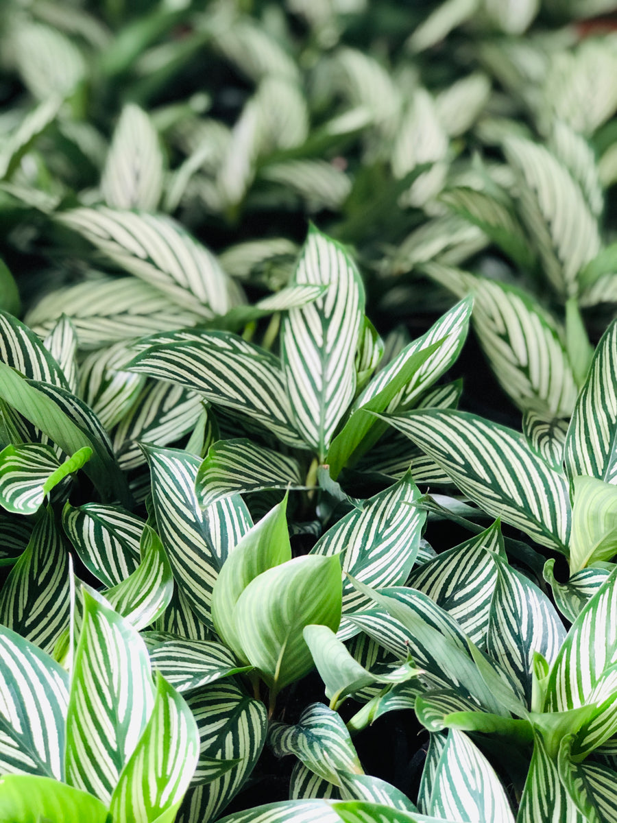 Calathea 'Vitatta' - 6
