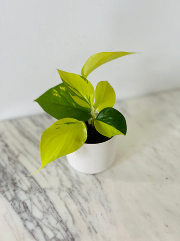 Modern Matte Pot in White - 3