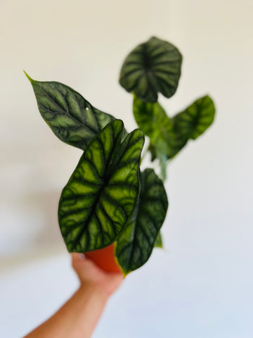 Alocasia Baginda 'Dragon Scale' - Jewel Alocasia - 6