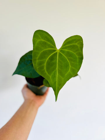 Anthurium Pterodactyl - Rare Aroid - 4