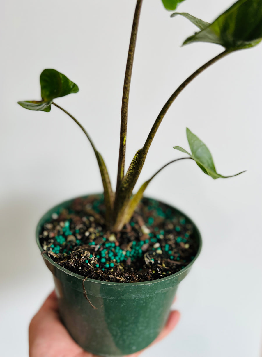 Alocasia Macrorrhiza 'Stingray' - 6
