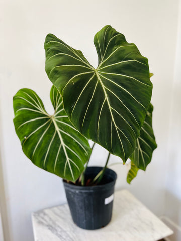 Philodendron Gloriosum - Up to 3 Feet Tall - 10