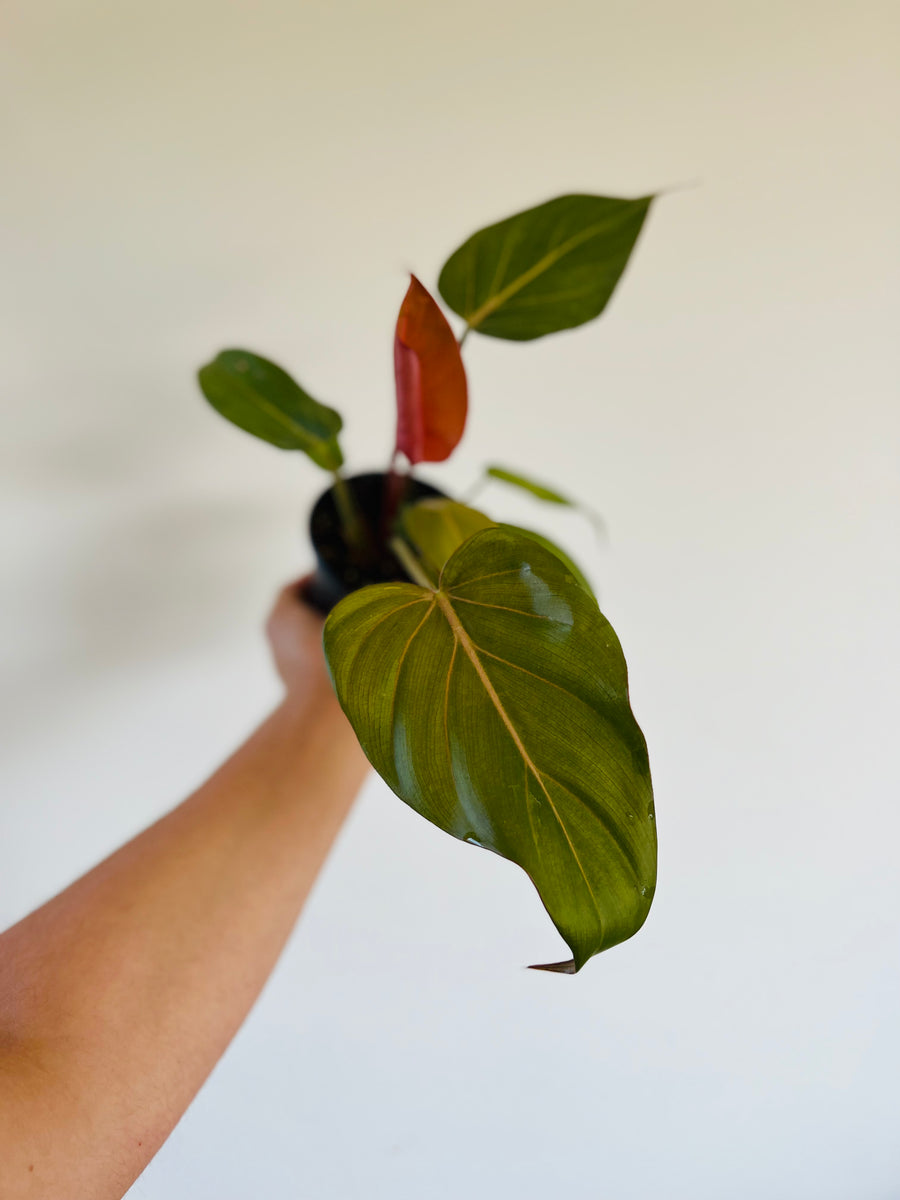 Philodendron Summer Glory - New Cultivar - 4