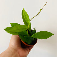 jade hoya plant Hoya Jade