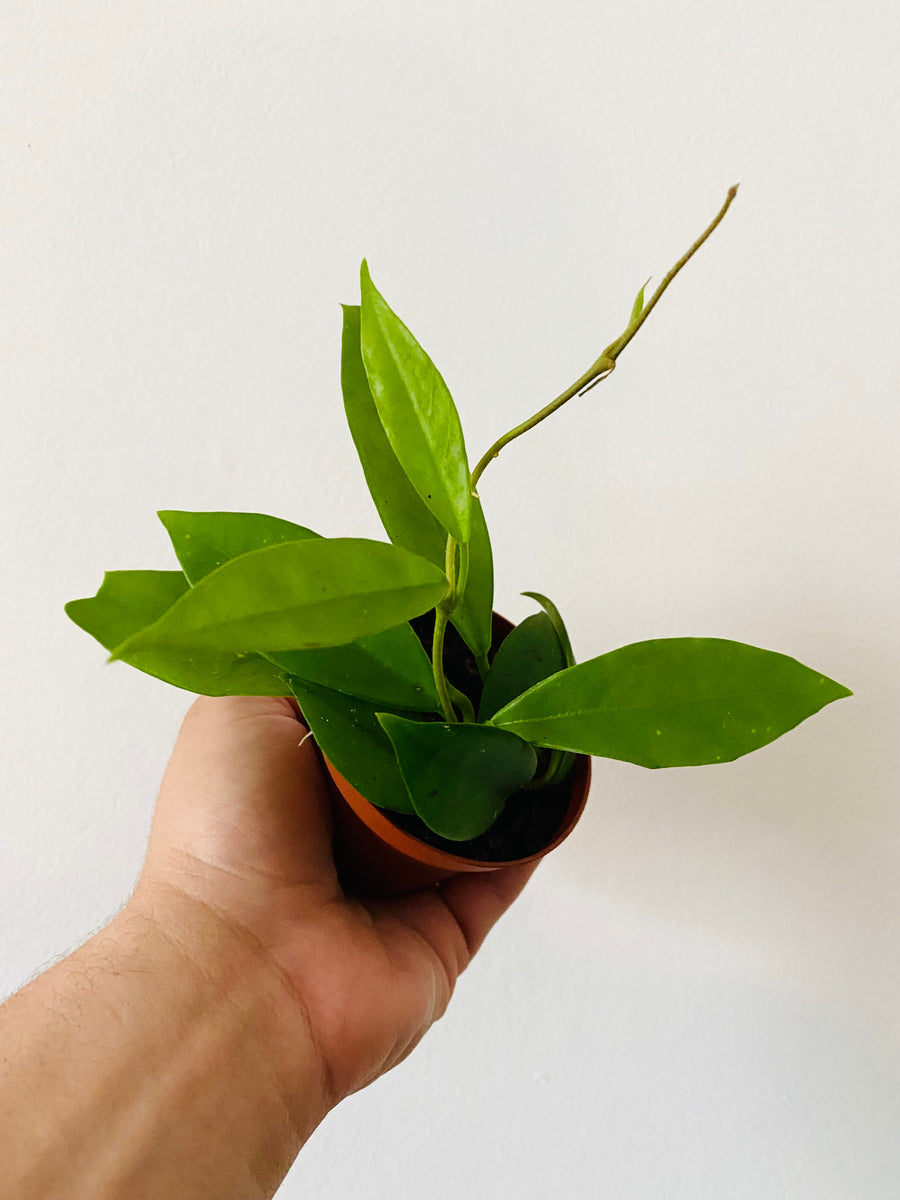 Hoya Carnosa 'Green' - 3