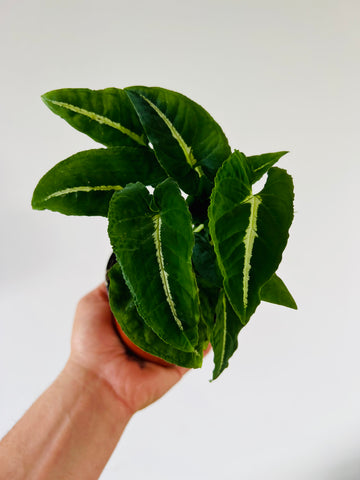 Syngonium Wendlanii - Rare Syngonium - 4