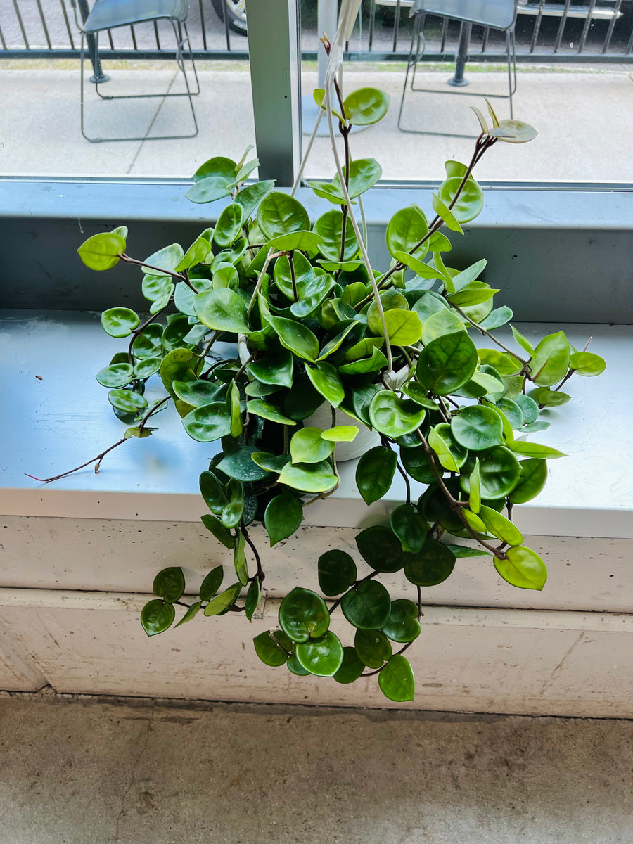 Hoya Carnosa 'Chelsea' - 8