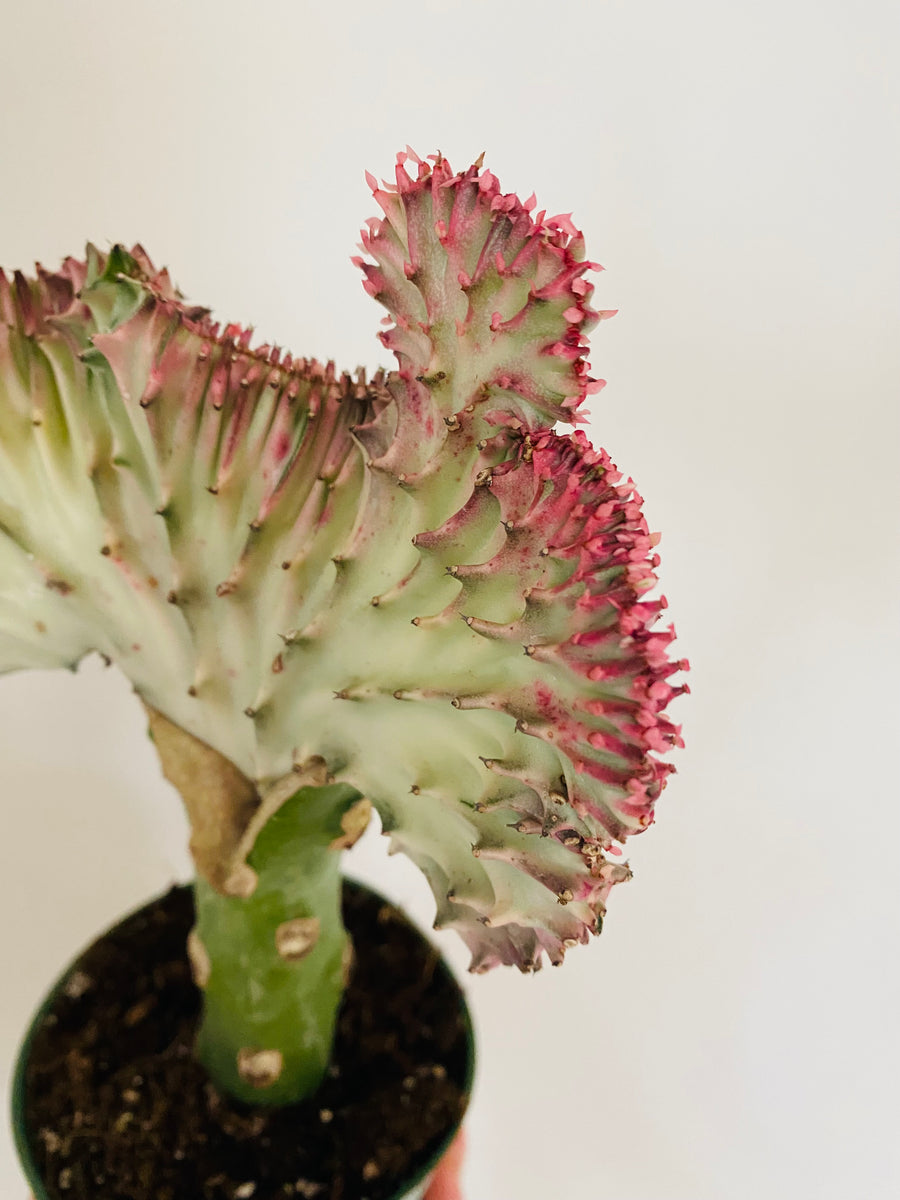Euphorbia Lactea 'Cristata' - Pink Coral Cactus - 4