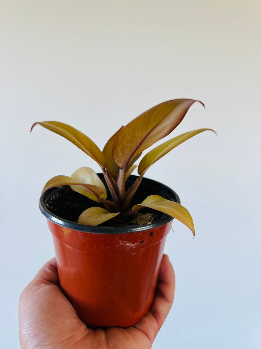 Philodendron Caramel Cardinal - New Cultivar - Black Cardinal x Caramel Marble - 4